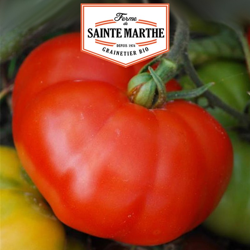 50 semi Tomate Marmande - La ferme Sainte Marthe