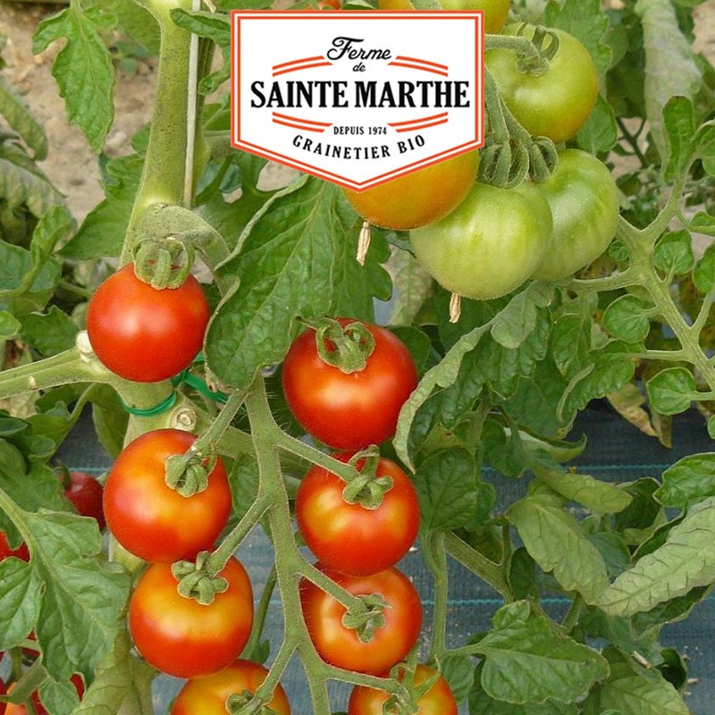 50 graines Tomate Miel du Mexique - La ferme Sainte Marthe