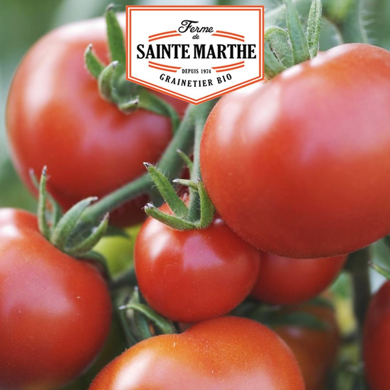 50 graines Tomate Moneymaker - La ferme Sainte Marthe