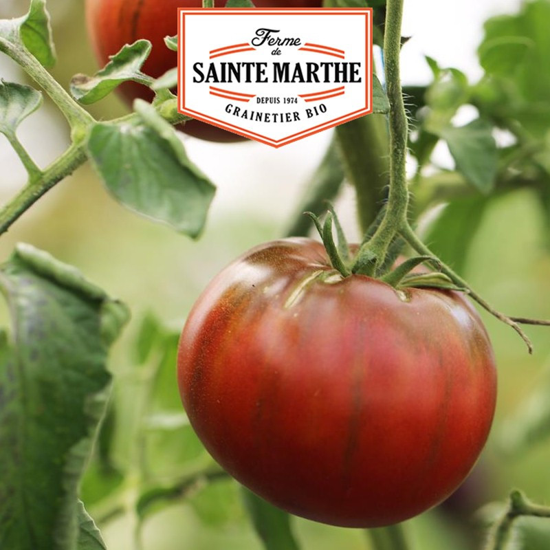 50 graines Tomate Noire de Crimée - La ferme Sainte Marthe