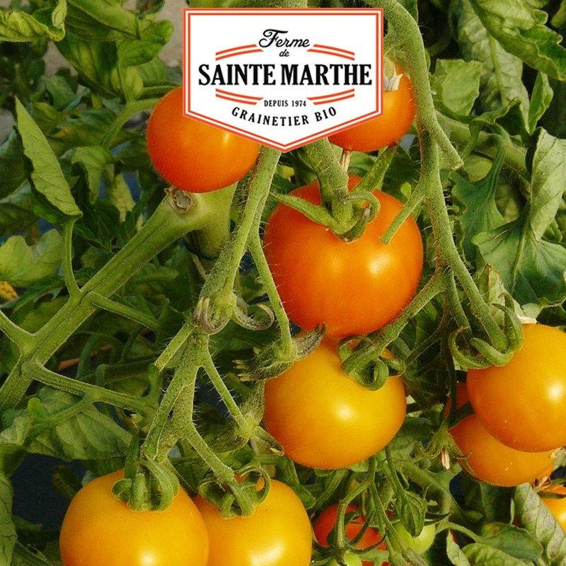 50 Samen Tomate Orange Bourgoin - La ferme Sainte Marthe