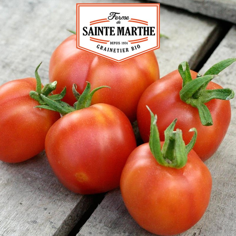 50 Samen Tomate Pfirsich - La ferme Sainte Marthe