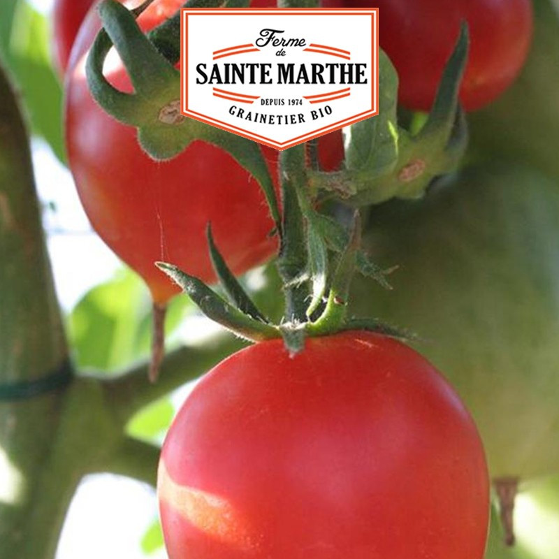 50 graines Tomate Petit Coeur de Boeuf - La ferme Sainte Marthe