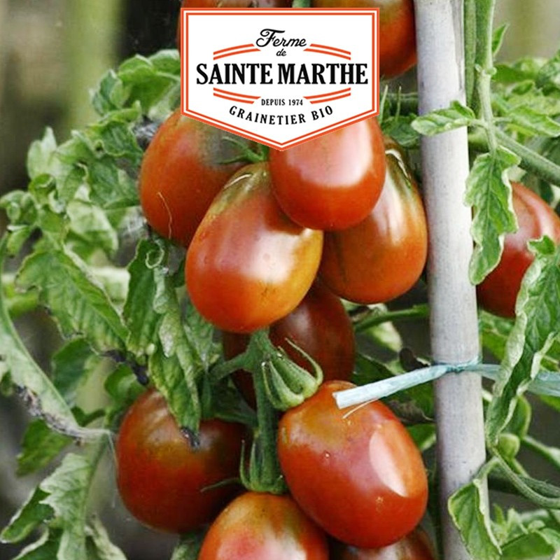 50 Samen Tomate Schwarze Pflaume - La ferme Sainte Marthe