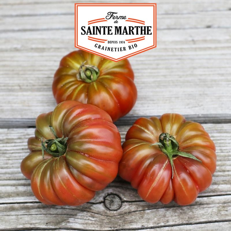 50 Samen Tomate Purple Calabash - La ferme Sainte Marthe
