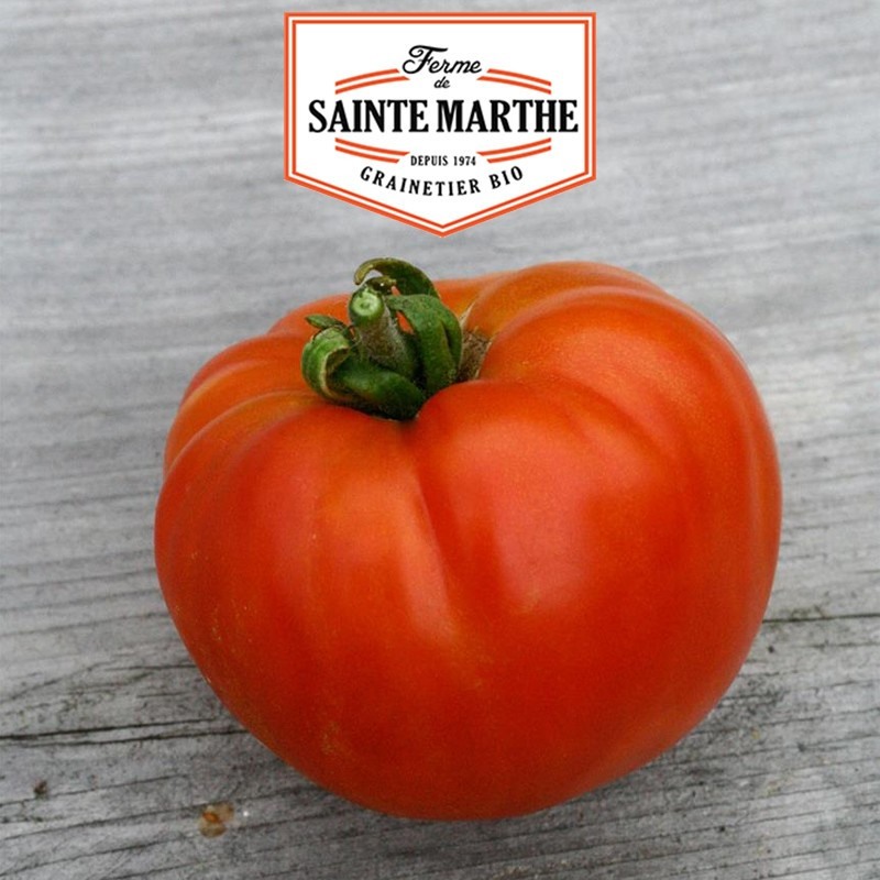 50 semi Tomate Reine - La ferme Sainte Marthe