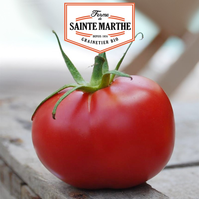 50 seeds Pink Tomato of Bern - La ferme Sainte Marthe
