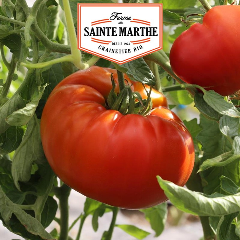 50 Samen Russische Tomate - La ferme Sainte Marthe