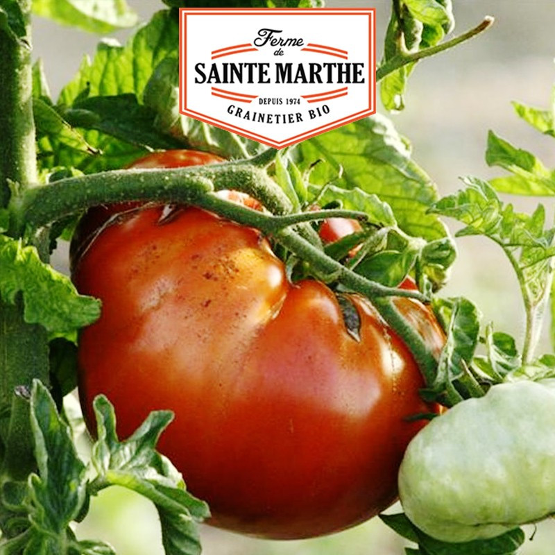 50 graines Tomate Sainte Lucie - La ferme Sainte Marthe