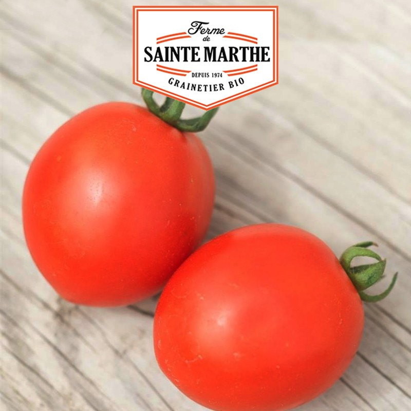 50 graines Tomate Siberian - La ferme Sainte Marthe