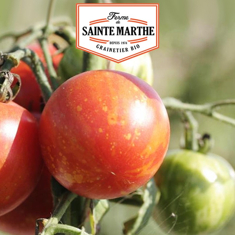 50 graines Tomate Tigrella Bicolore - La ferme Sainte Marthe