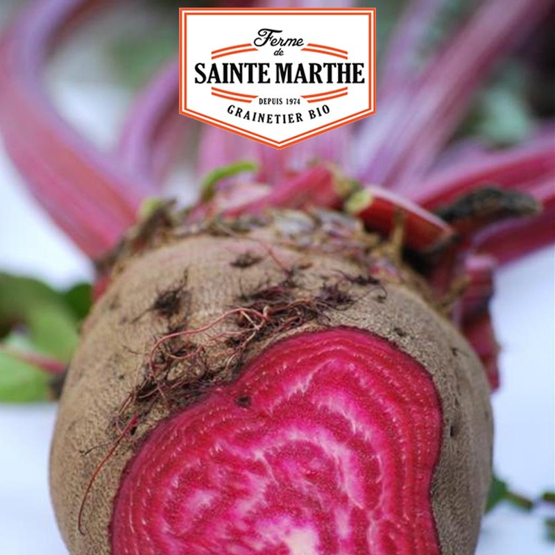 150 Samen Rote Bete Crapaudine - La ferme Sainte Marthe