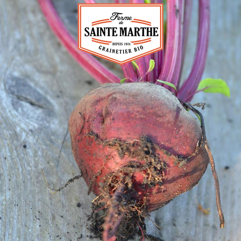 150 semi di barbabietola Detroit Improved 2 - Fattoria Sainte Marthe