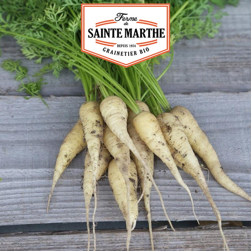 1 500 Samen Weiße Karotte aus Kuttingen - La ferme Sainte Marthe