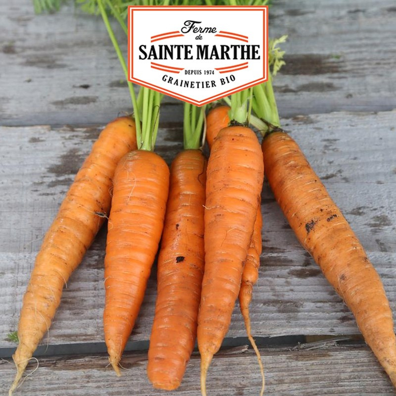 1 500 seeds Carrot de Colmar à Coeur Rouge 2 - La ferme Sainte Marthe