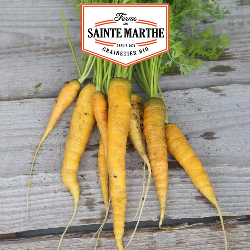1 500 seeds Yellow Carrot of Doubs - La ferme Sainte Marthe