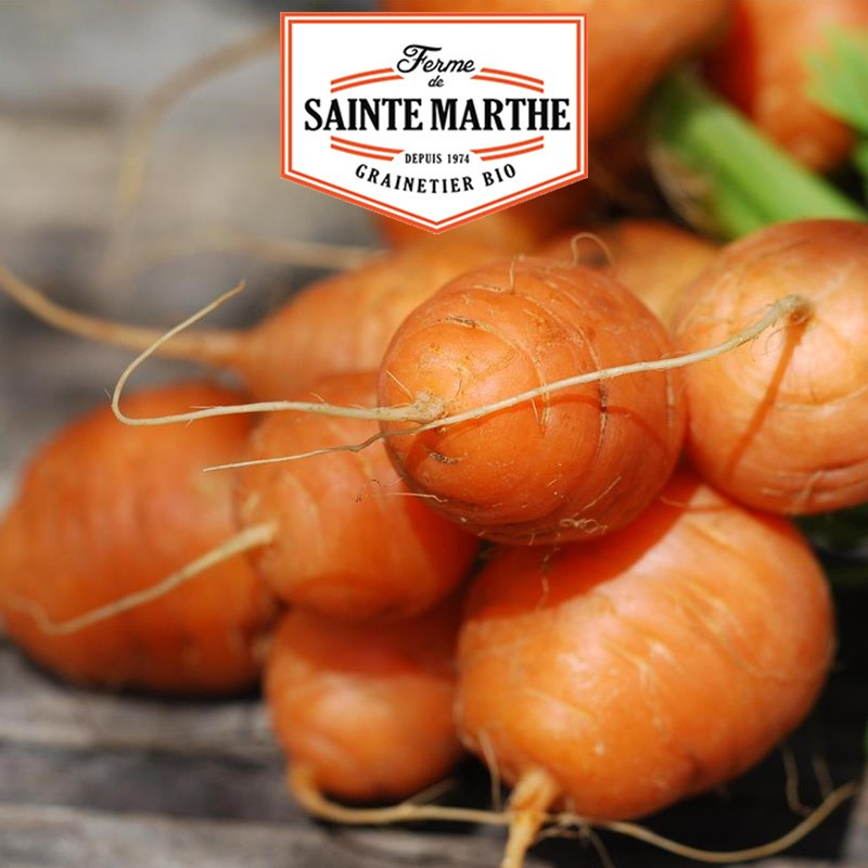 1 500 seeds Carrot Parijse Markt 3 (Paris market) - La ferme Sainte Marthe