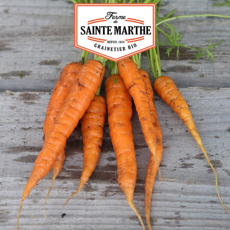 1 500 seeds Carrot Rothild - La ferme Sainte Marthe