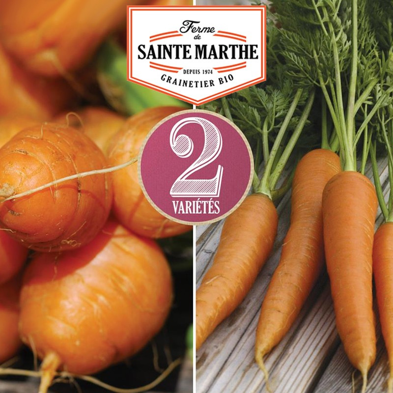 1,500 seeds Carrot mixture: Marché de Paris 3, Nantaise 2 - La ferme Sainte Marthe