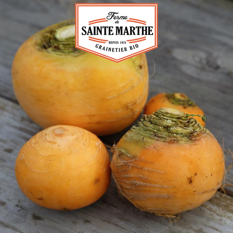 300 seeds Yellow Turnip Golden Ball - La ferme Sainte Marthe