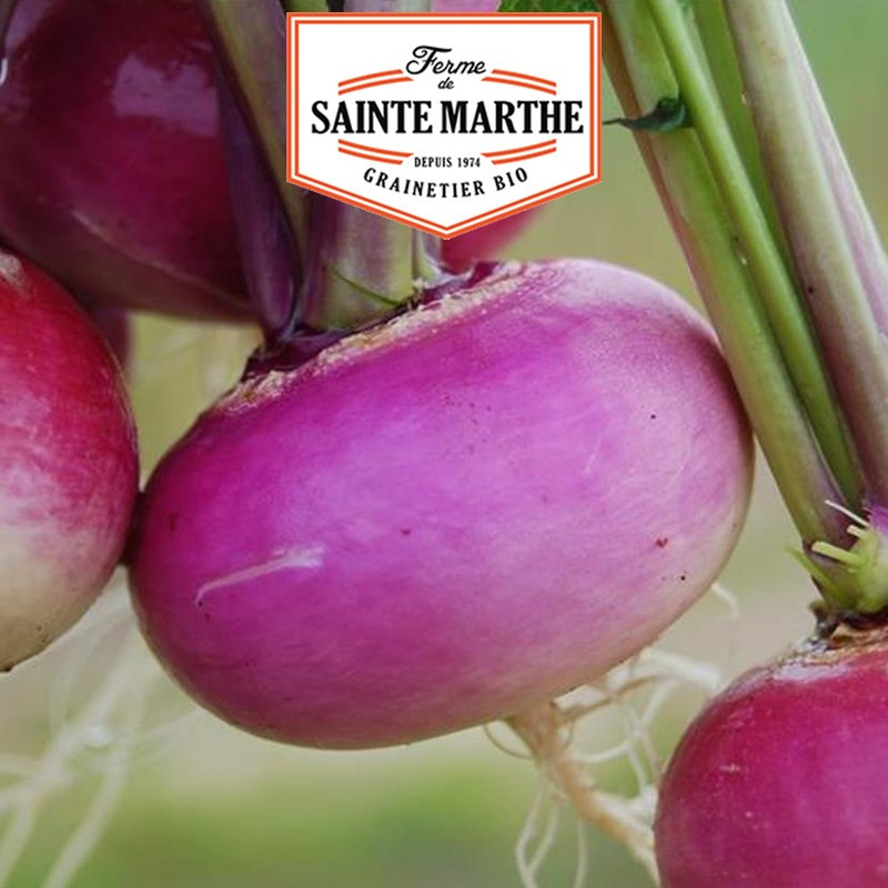 300 graines Navet Milan Rouge - La ferme Sainte Marthe