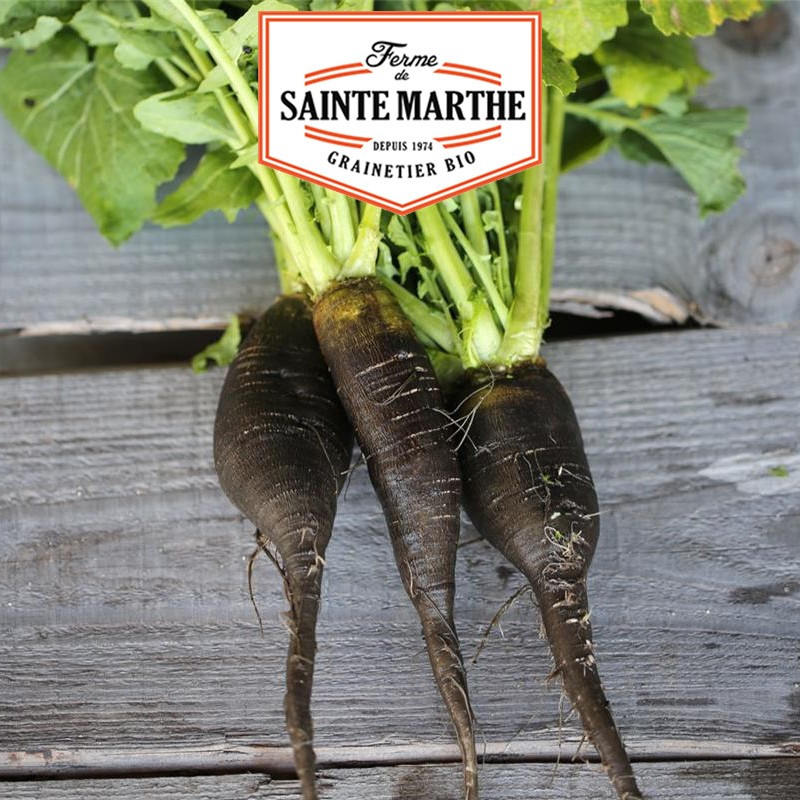 300 seeds Navet Noir Long de Caluire - La ferme Sainte Marthe