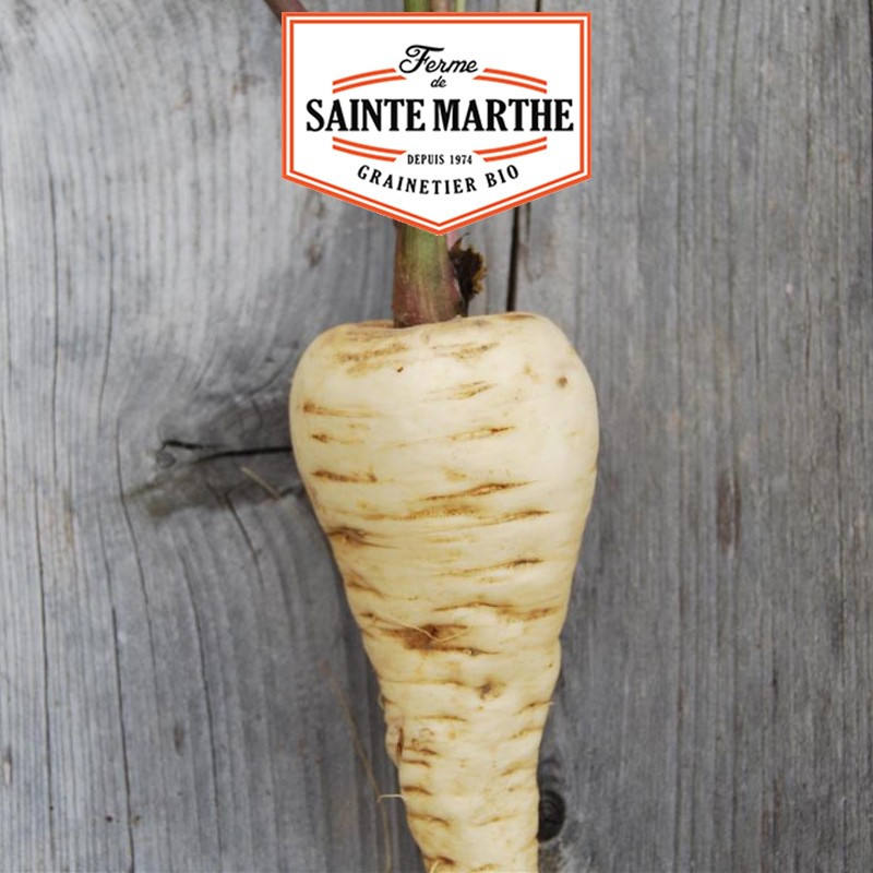 400 Samen Pastinaken Demi Long aus Guernsey - La ferme Sainte Marthe