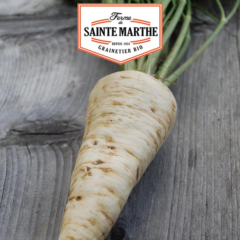 1 000 seeds Parsley with big roots - La ferme Sainte Marthe