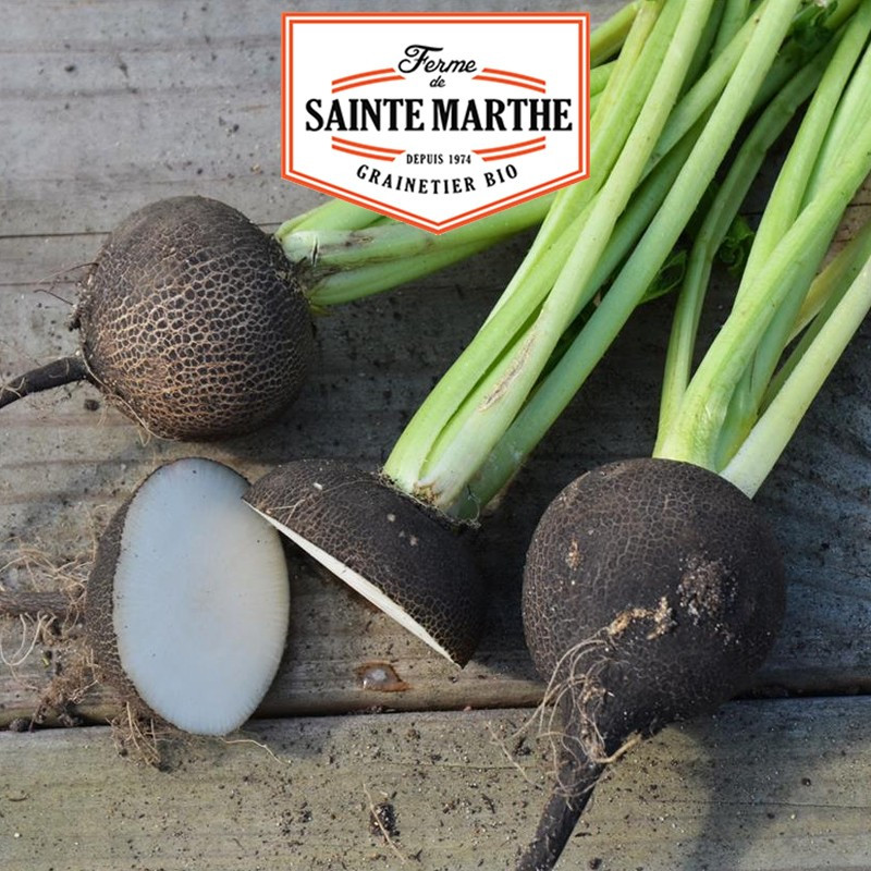 1 000 seeds Black Radish Large Round Winter - La ferme Sainte Marthe