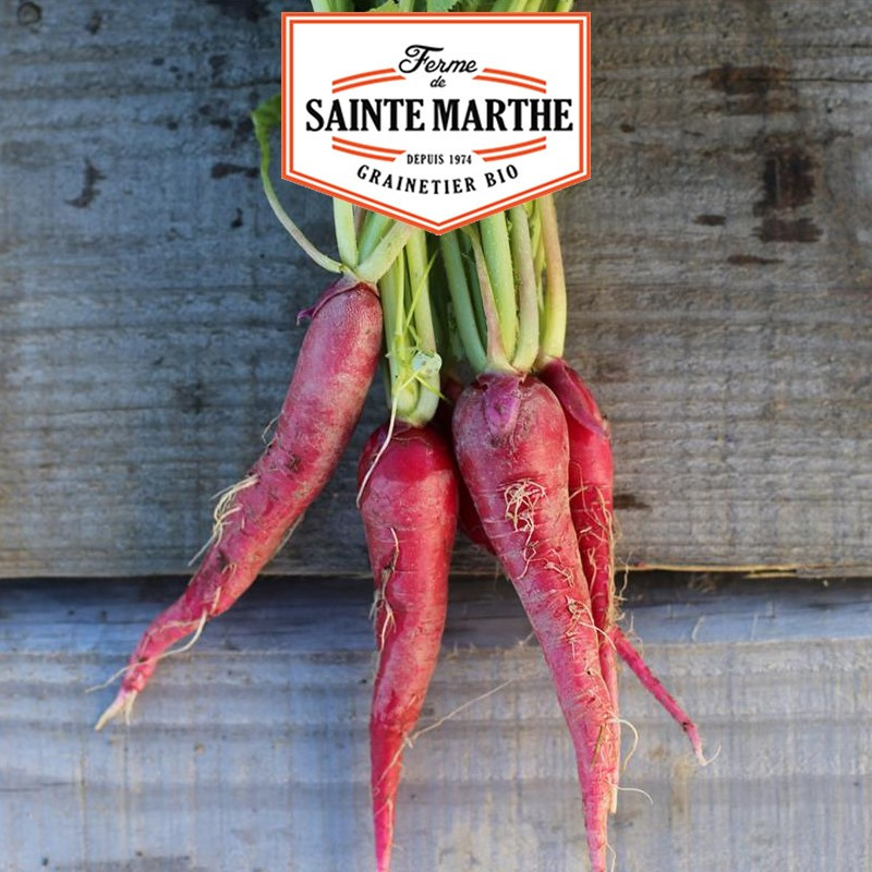 1 000 zaden Roze paasradijs 3 - La ferme Sainte Marthe