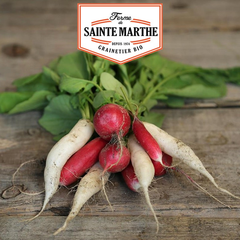 1 000 seeds Radish mix : Sora, Flamboyant, Ice candle - La ferme Sainte Marthe