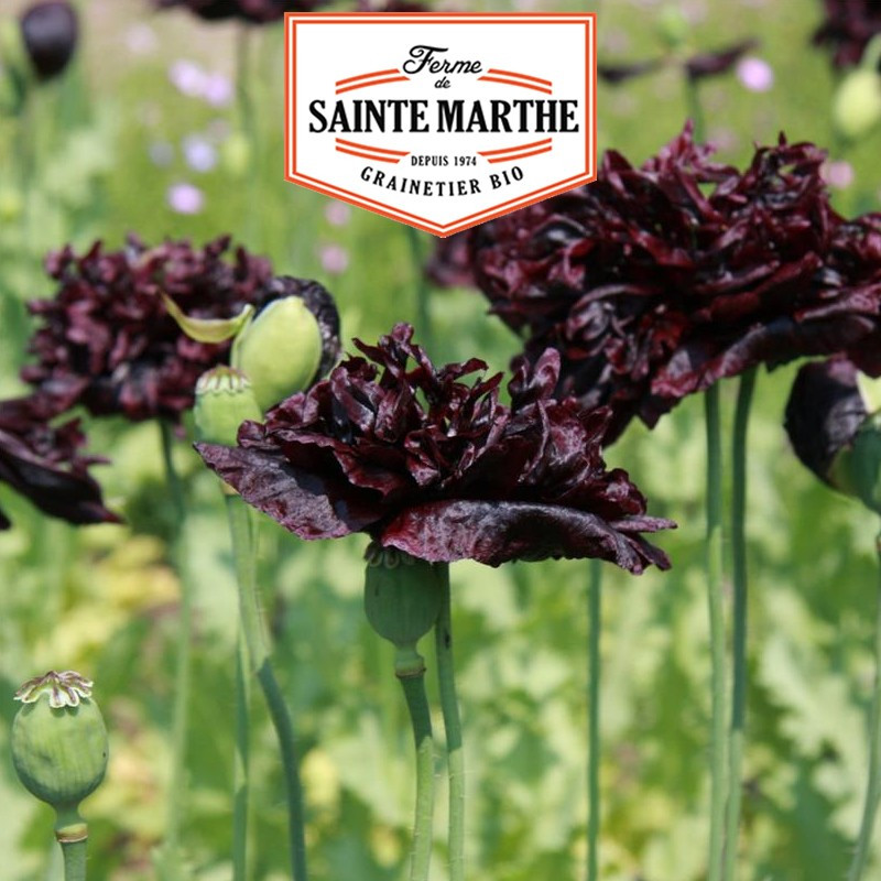 2 000 seeds Black Peony poppy - La ferme Sainte Marthe