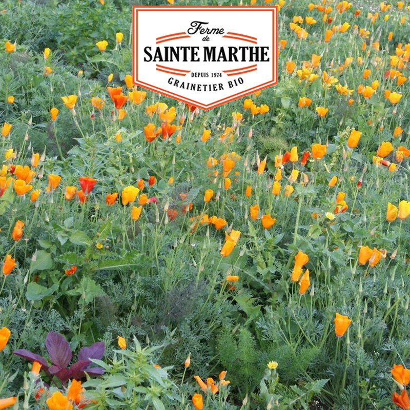800 seeds California poppy - La ferme Sainte Marthe