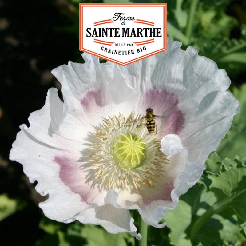 2 000 seeds Poppy of the White Gardens - La ferme Sainte Marthe