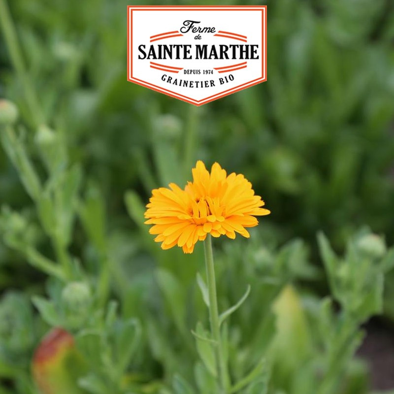 100 seeds Officinal Marigold - La ferme Sainte Marthe