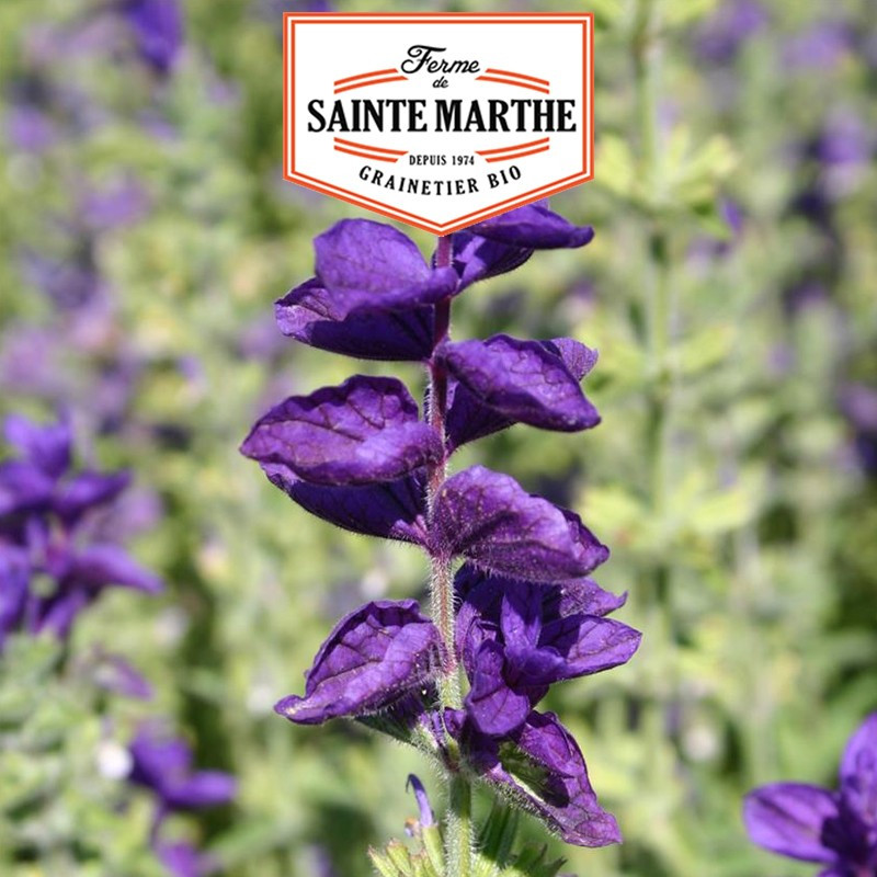 100 semi Salvia verde - La ferme Sainte Marthe