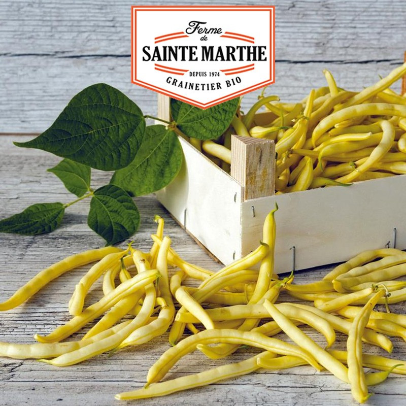 10 grammi di fagioli Mangetout Neckargold - La ferme Sainte Marthe
