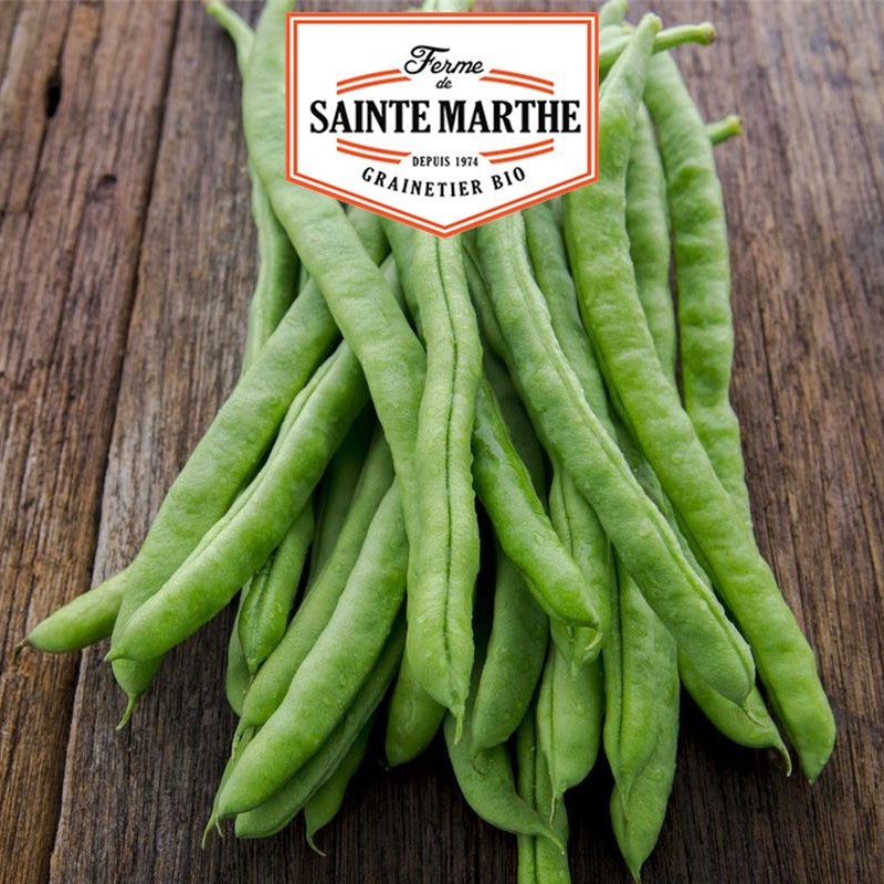 10 grams Neckarkonigin Mangetout Beans - La ferme Sainte Marthe