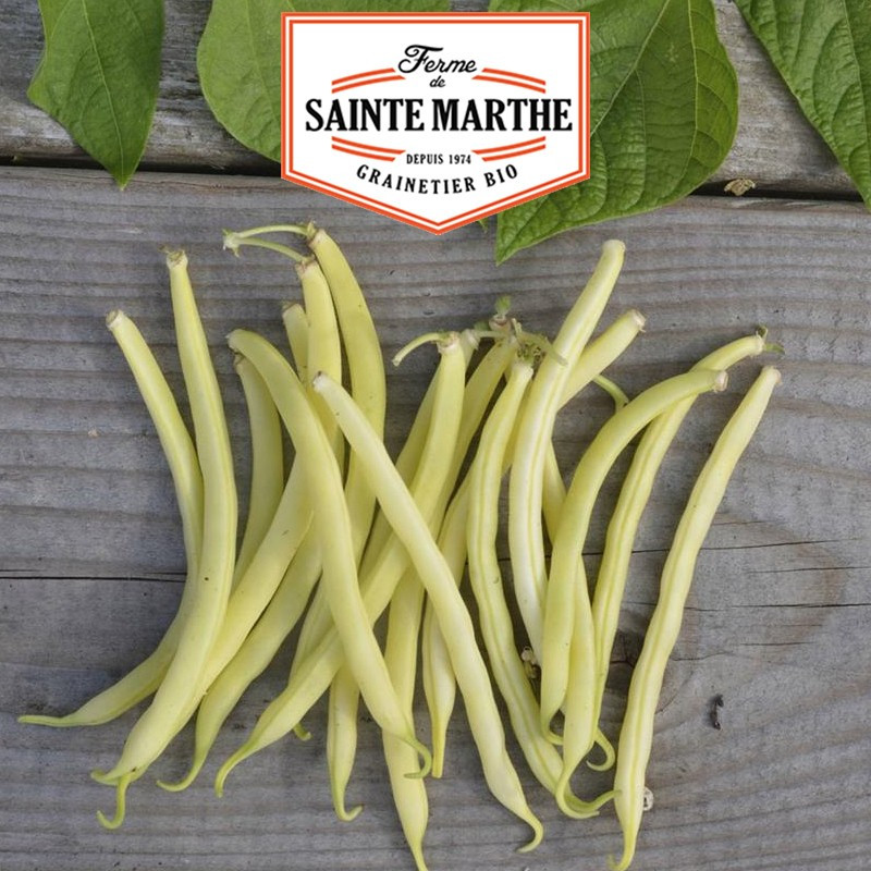 10 grammi di Haricot Nain Major Mangetout - La ferme Sainte Marthe