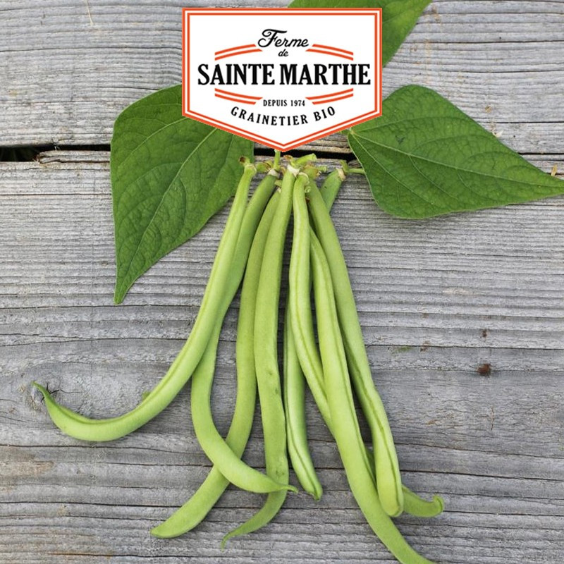 10 grammes Haricot Nain Maxi Filet Mangetout - La ferme Sainte Marthe