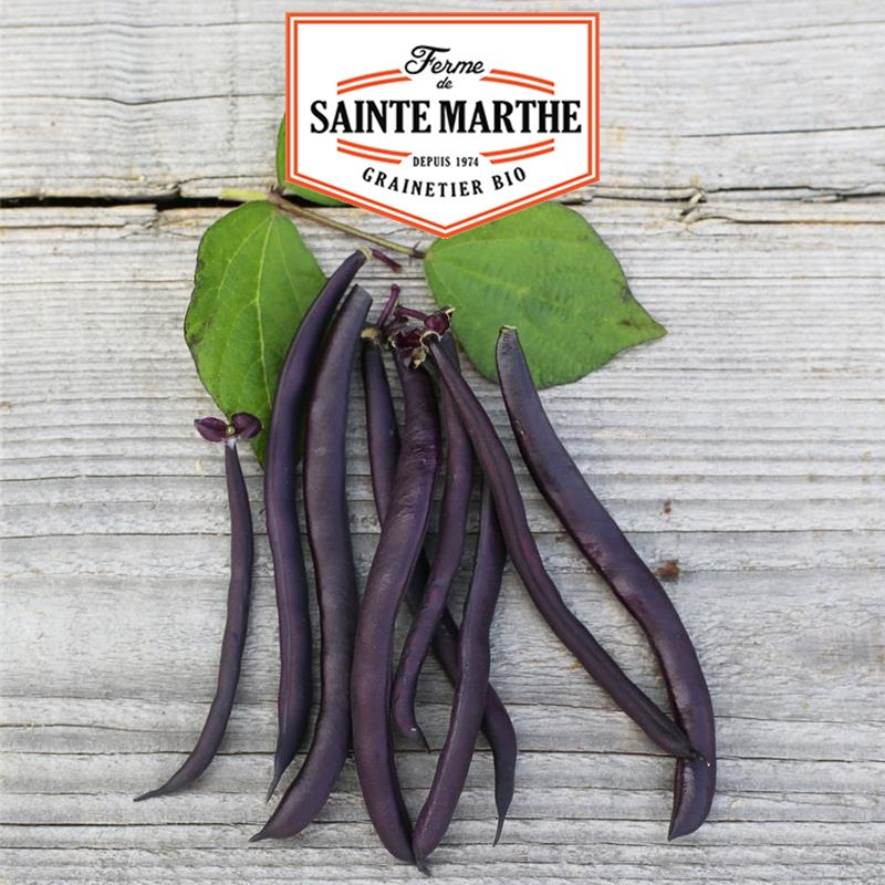 10 grams Purple Queen Dwarf Bean Threadless - La ferme Sainte Marthe