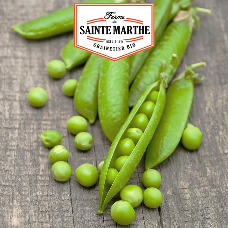 10 grams Sweet Peas Provence Round Grain to Shell - La ferme Sainte Marthe