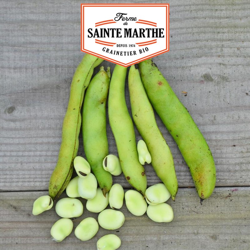 80 grams Aguadulce bean with very long pod - La ferme Sainte Marthe