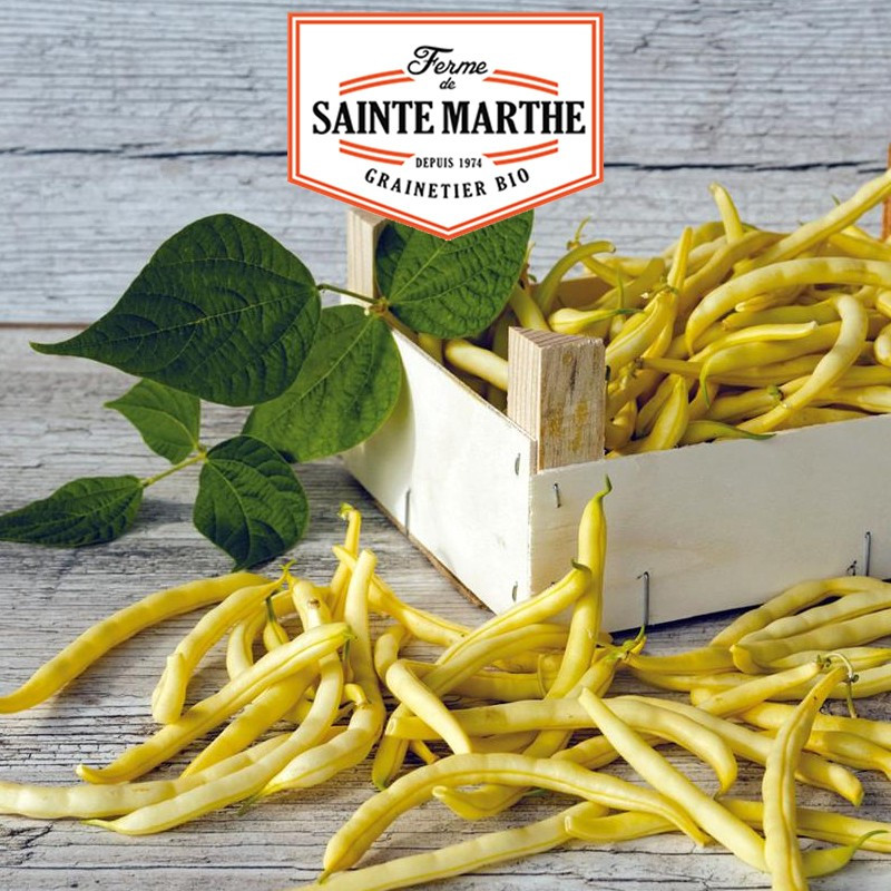 80 grammes Haricot à Rames Neckargold Mangetout - La ferme Sainte Marthe