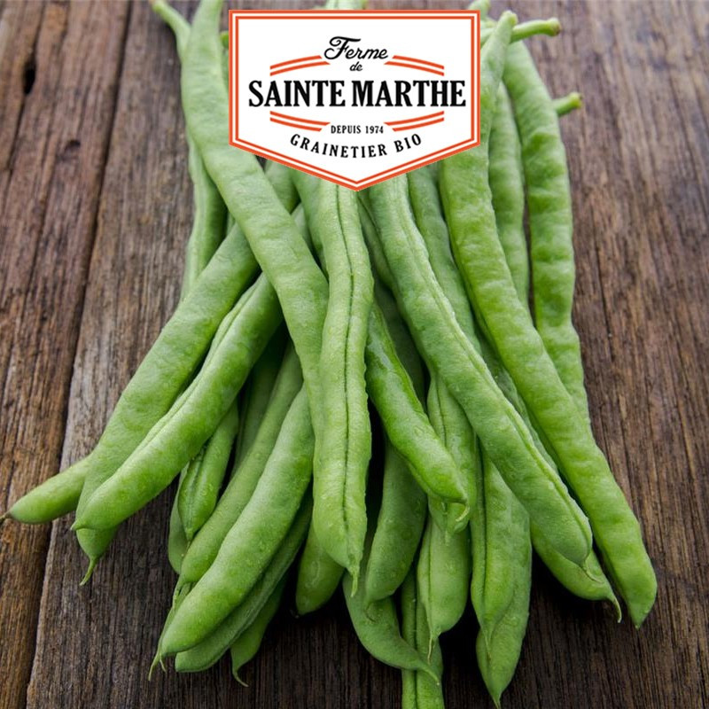 80 grams Neckarkonigin Mangetout Beans - La ferme Sainte Marthe