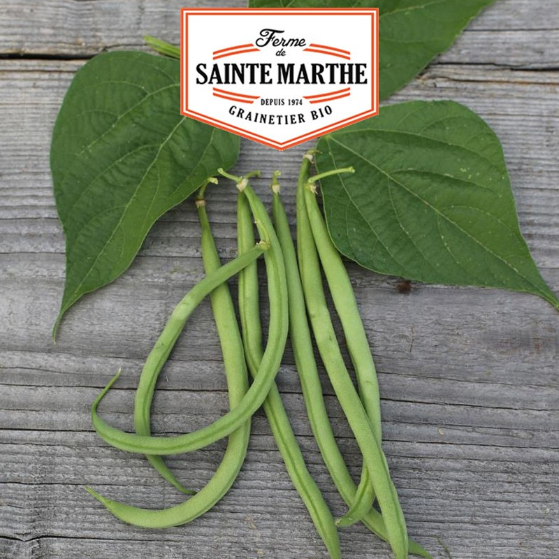 80 grams Cupid's Bean Fillet without Thread Mangetout - La ferme Sainte Marthe