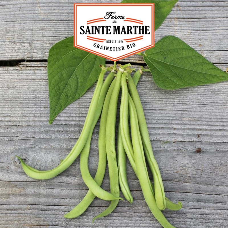 80 grammi di Haricot Nain Maxi Filet Mangetout - La ferme Sainte Marthe