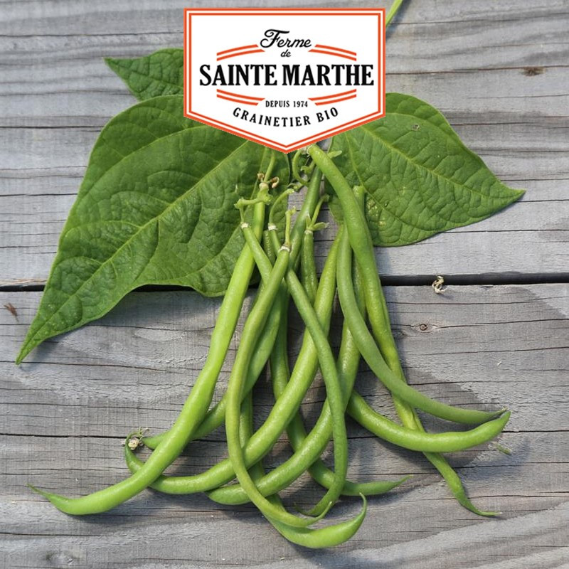 80 grammes Haricot Nain Pongo Filet Mangetout - La ferme Sainte Marthe