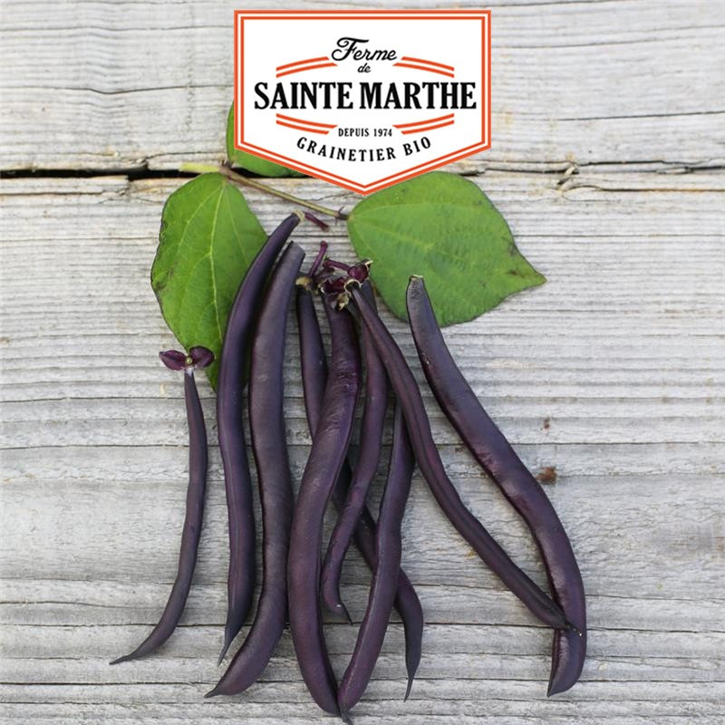 80 grammes Haricot Nain Purple Queen Filet sans Fil Mangetout - La ferme Sainte Marthe