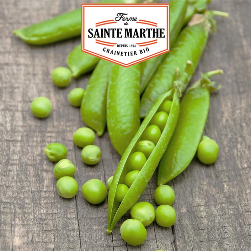 80 grams Sweet Peas Provence Round Grain to Shell - La ferme Sainte Marthe